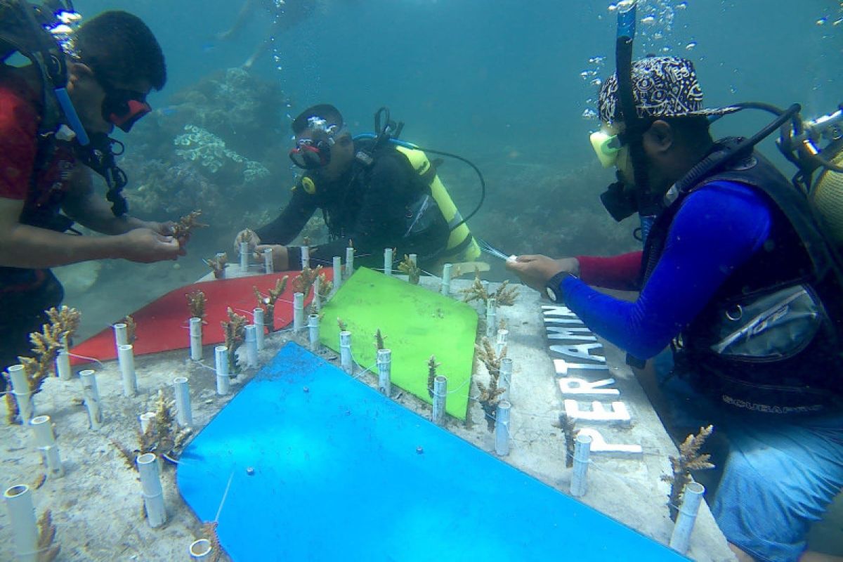Pertamina tenggelamkan 50 ribu bibit terumbu karang di 