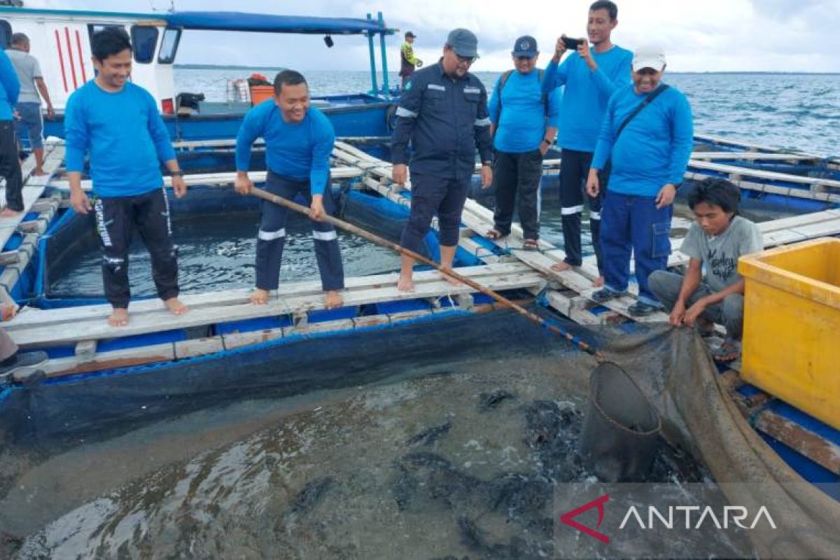 PT Timah kembangkan budidaya udang vaname dan kerapu di Pulau Sukun