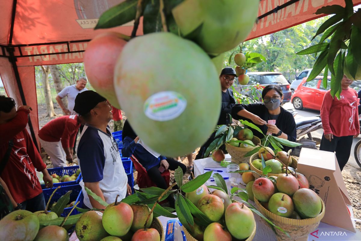 Studi baru temukan mangga dapat bantu turunkan berat badan