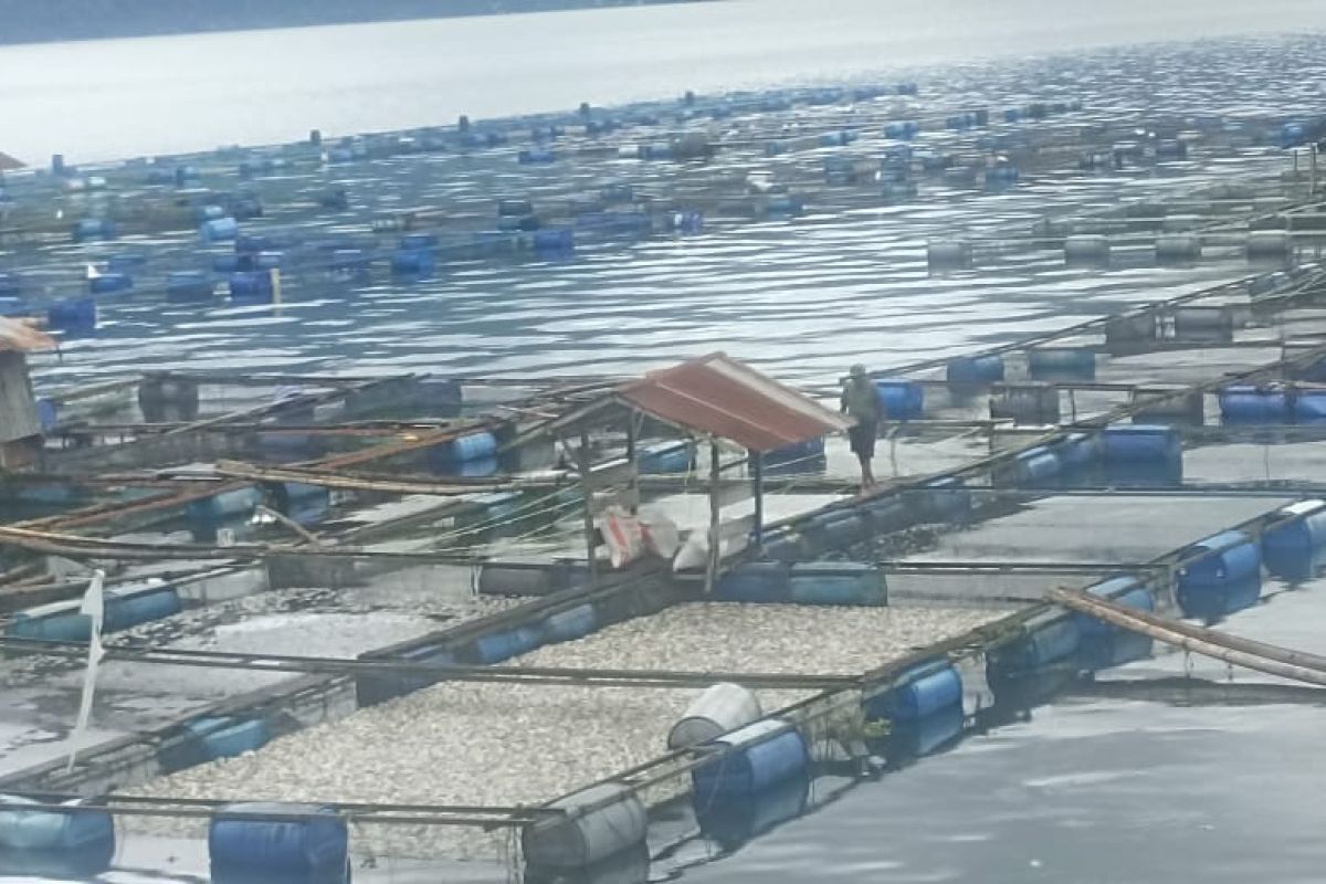 Pemkab catat kerugian petani Danau Maninjau  Rp1,26 miliar akibat kematian ikan