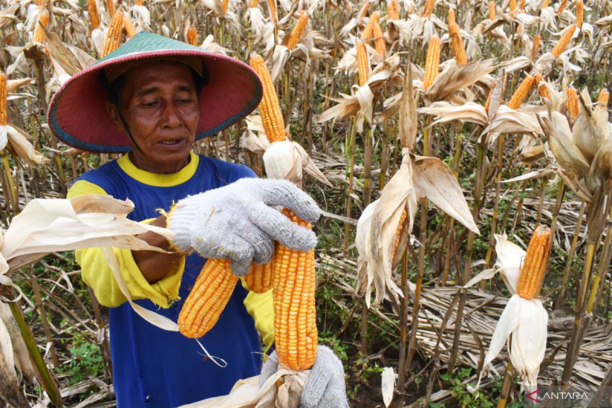 Indonesia to halt corn imports as domestic output rises