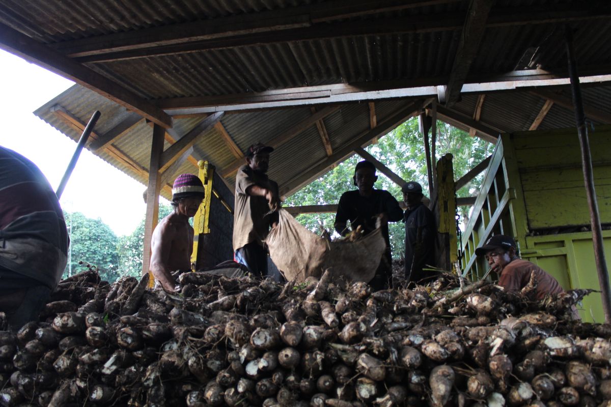 Badan Pangan Nasional minta Lampung kelola ubi kayu jadi bahan pangan