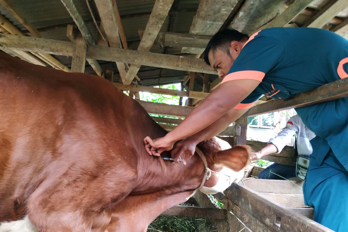 Percepat vaksinasi PMK, BPTU-HPT Padang Mengatas kirim tim ke daerah-daerah di Sumbar
