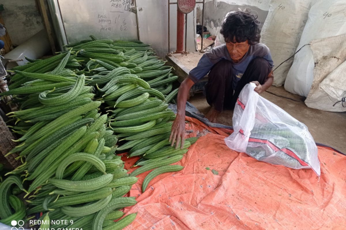 Petani sayuran gambas di Lebak raup keuntungan Rp40 juta/hektare