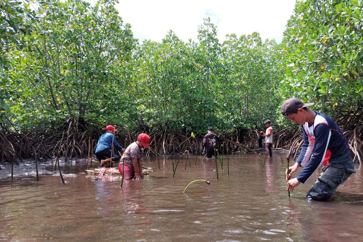 Komunitas Likupang Raya gelar penghijauan mangrove peringati Hari Pohon Sedunia