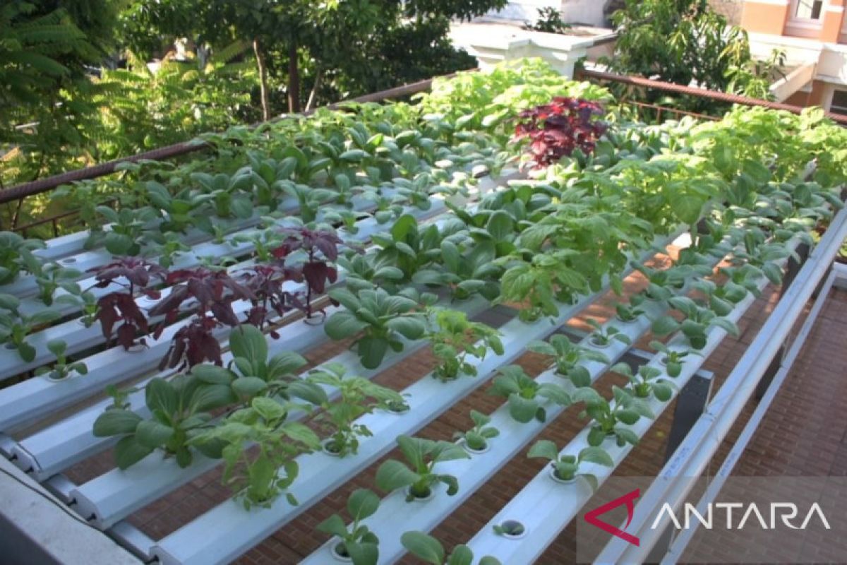 Meningkatkan kemandirian pangan melalui “urban farming”