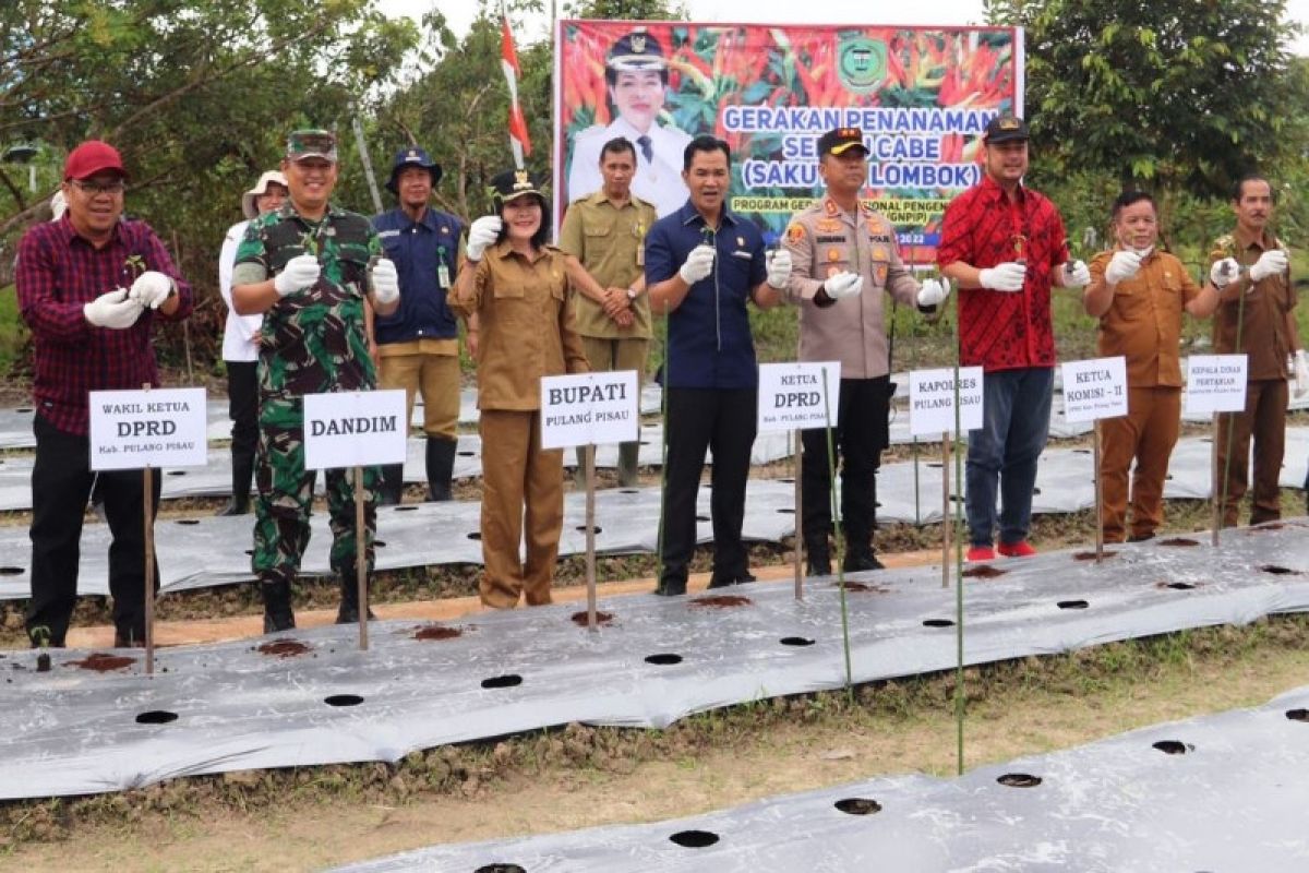 Bupati Pulang Pisau ajak masyarakat menanam cabai dukung pengendalian inflasi