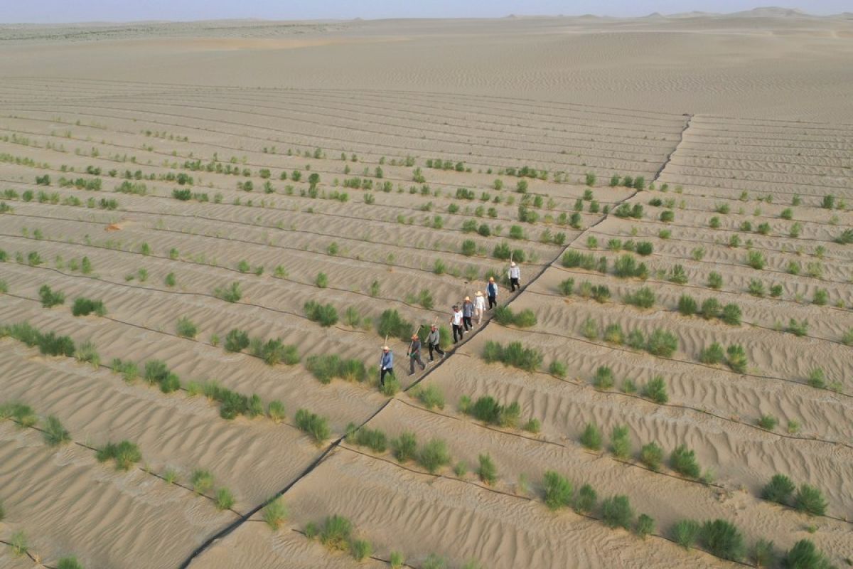 Kisah para veteran yang hijaukan wilayah gurun di Xinjiang, China
