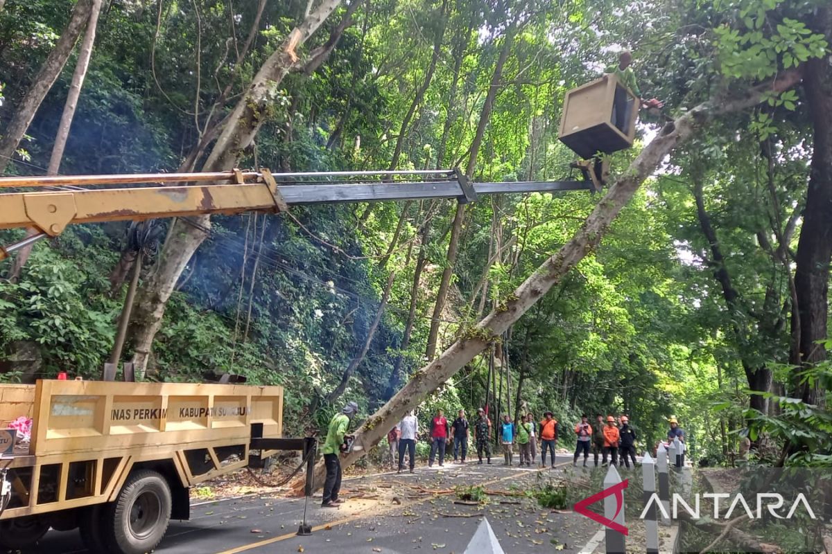 Petugas pangkas pohon rawan tumbang di sekitar objek wisata laut selatan