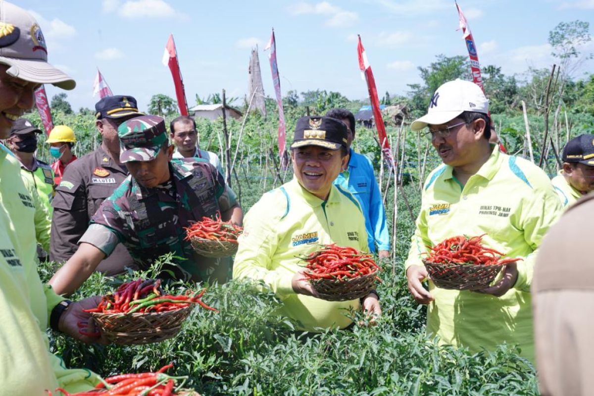 Pemprov Jambi bantu saprodi intensifikasi budidaya cabai merah ke petani