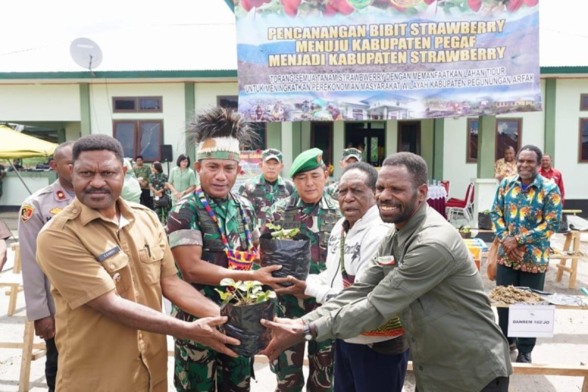 Kodam Kasuari canangkan penanaman stroberi di Pegaf