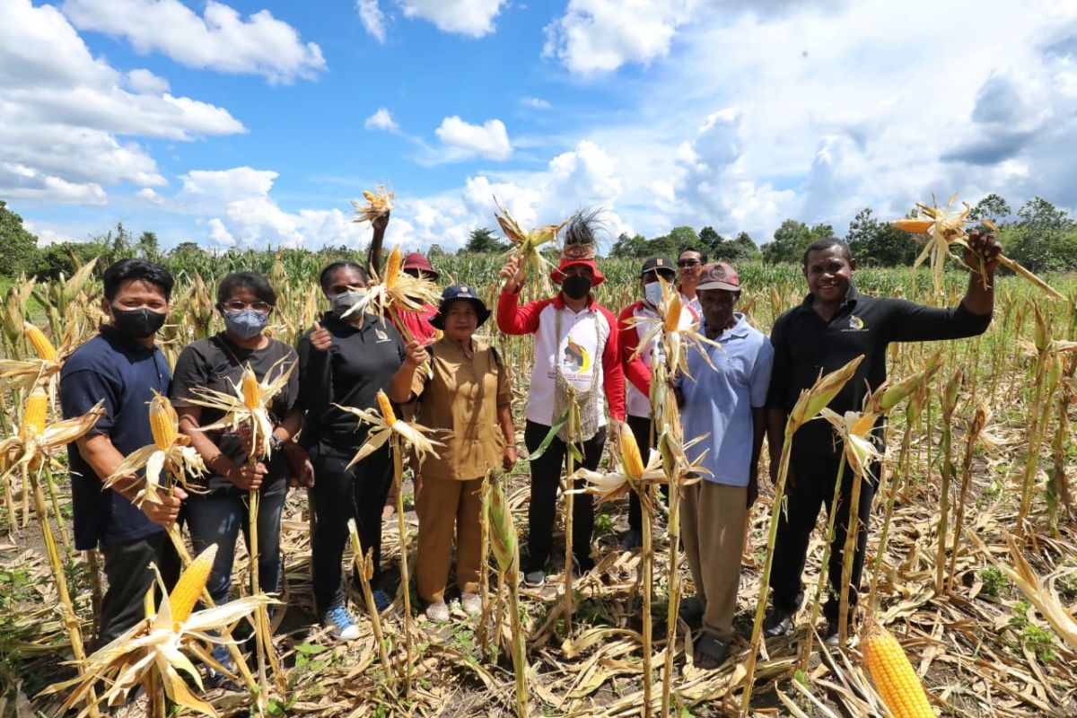 Petani binaan Papua Muda Inspiratif di Jayapura panen jagung