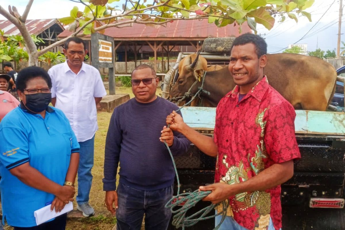 Pemerintah Kabupaten Sorong beri bantuan sapi kepada peternak asli Papua