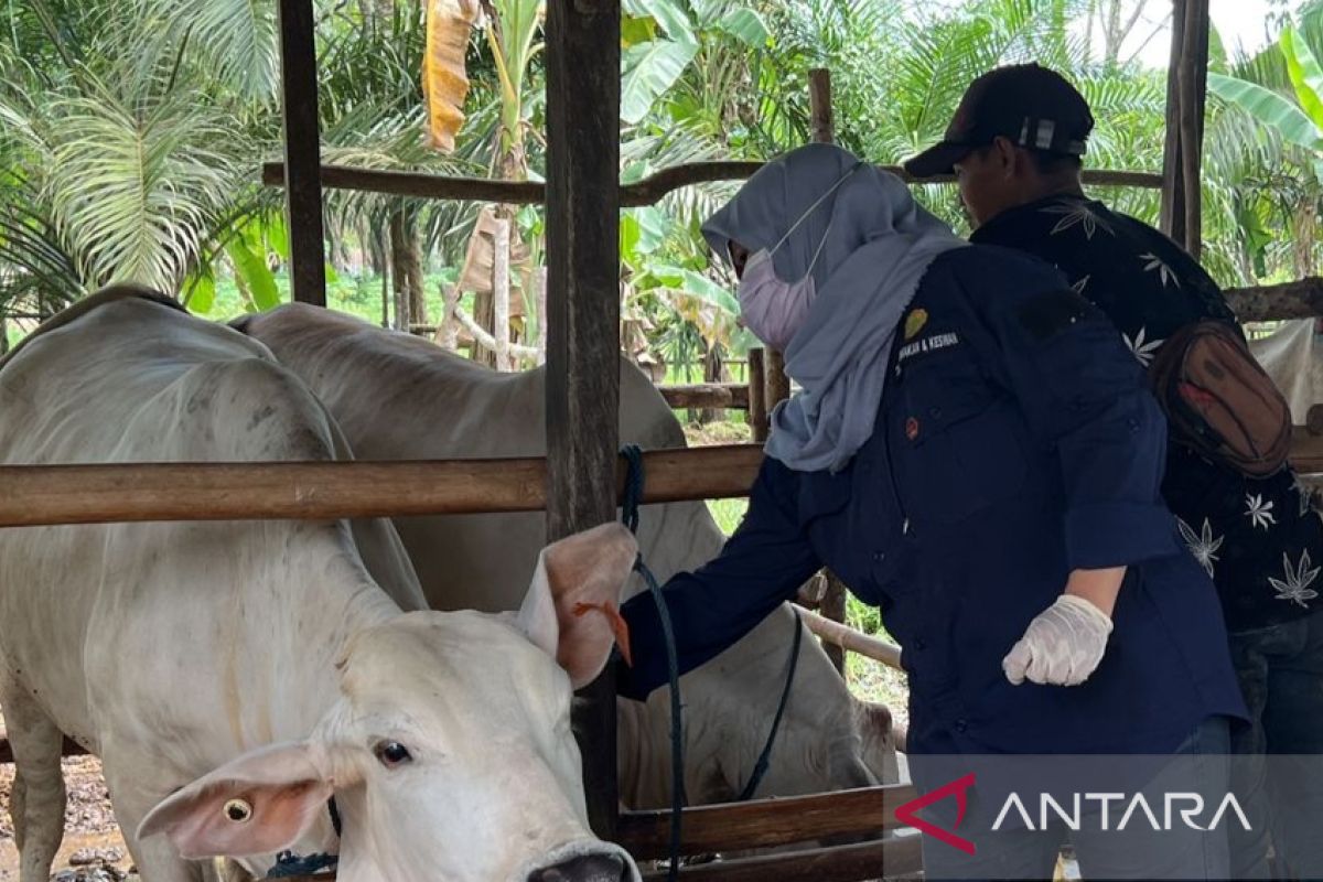 Kabupaten Penajam tingkatkan populasi ternak sapi  sambut IKN Nusantara
