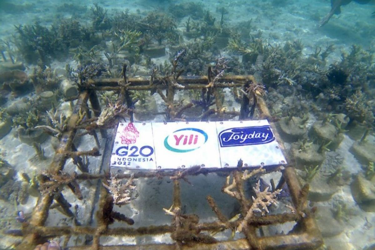 Yili Indonesia dukung Program Konservasi Terumbu Karang di Taman Nasional Pulau Komodo