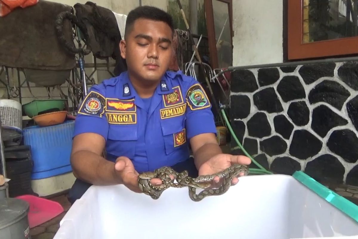 Damkar Trenggalek evakuasi belasan anak ular piton di pemukiman warga