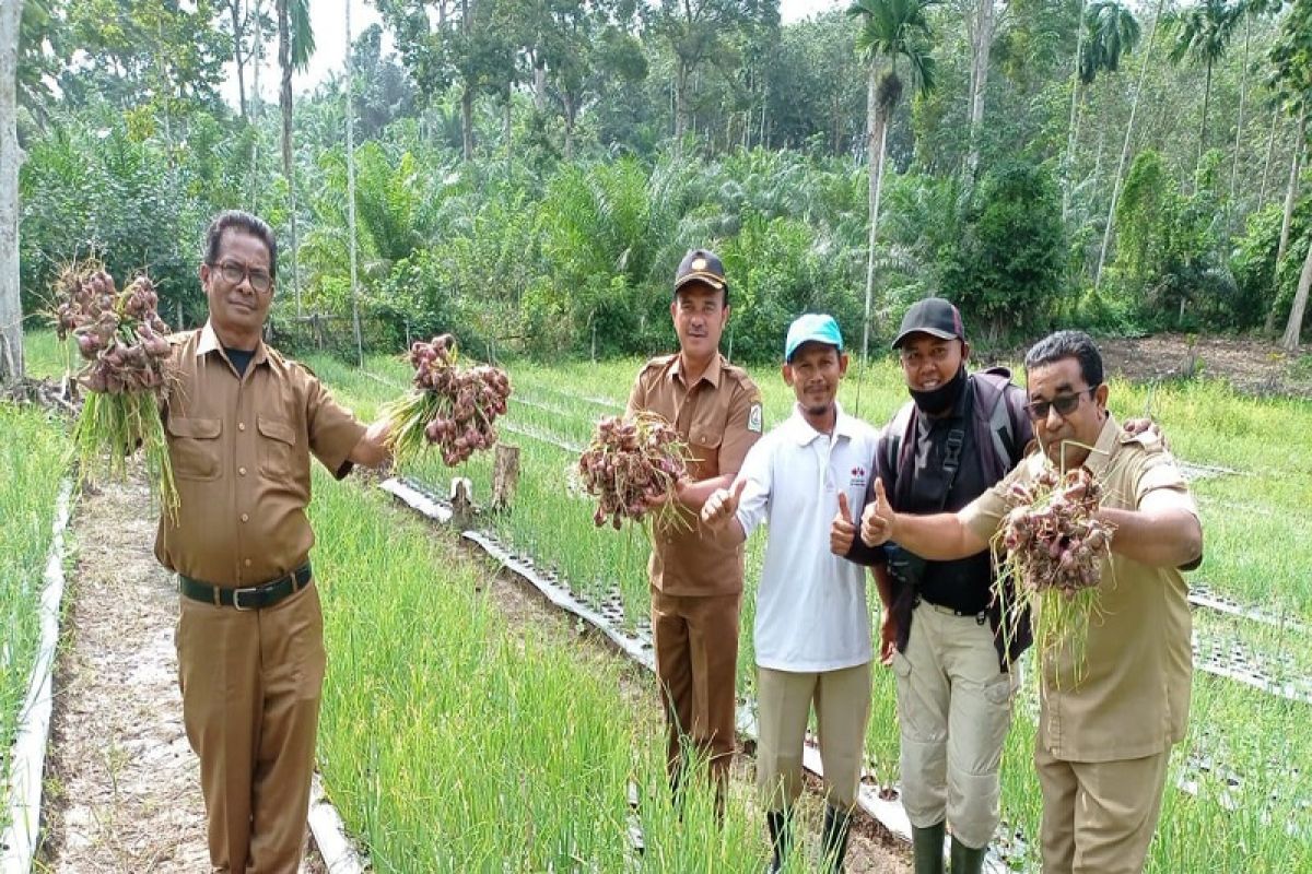Petani Aceh Tamiang panen bawang merah sisa banjir