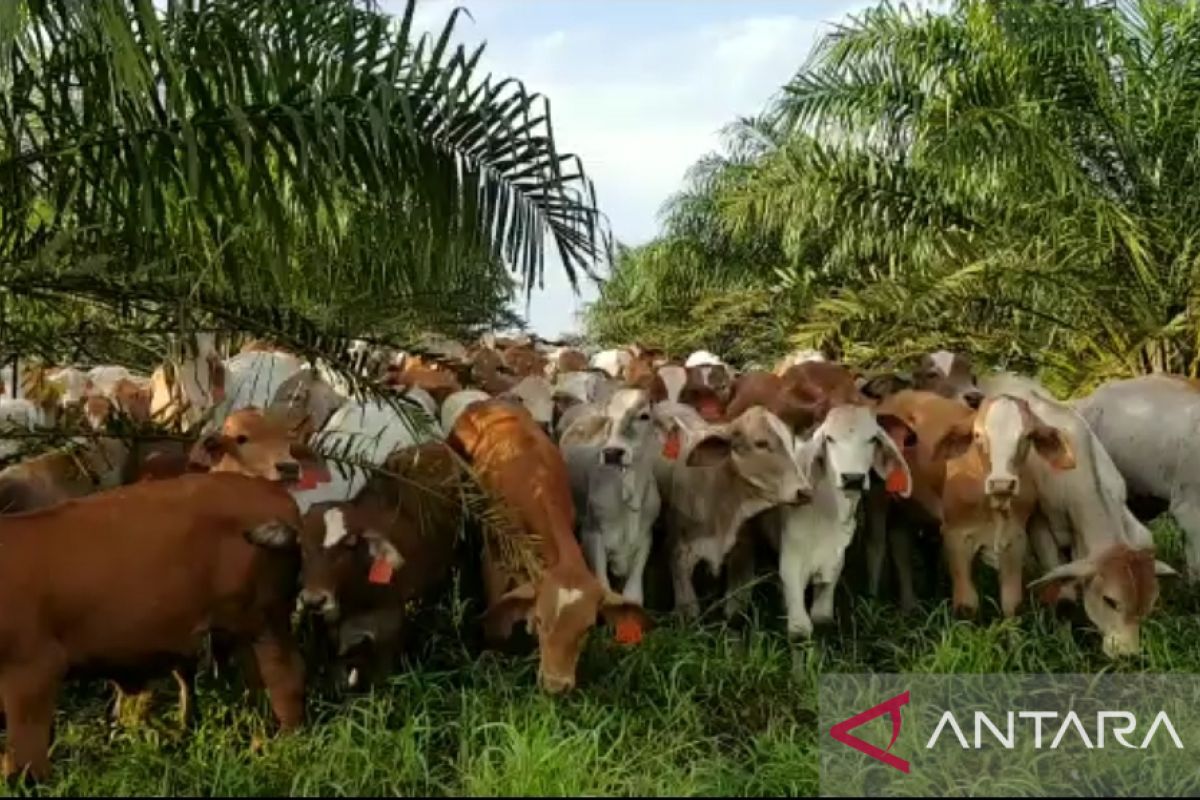 Disbunnak Kalbar gencarkan program sosialisasi manfaat integrasi sawit sapi