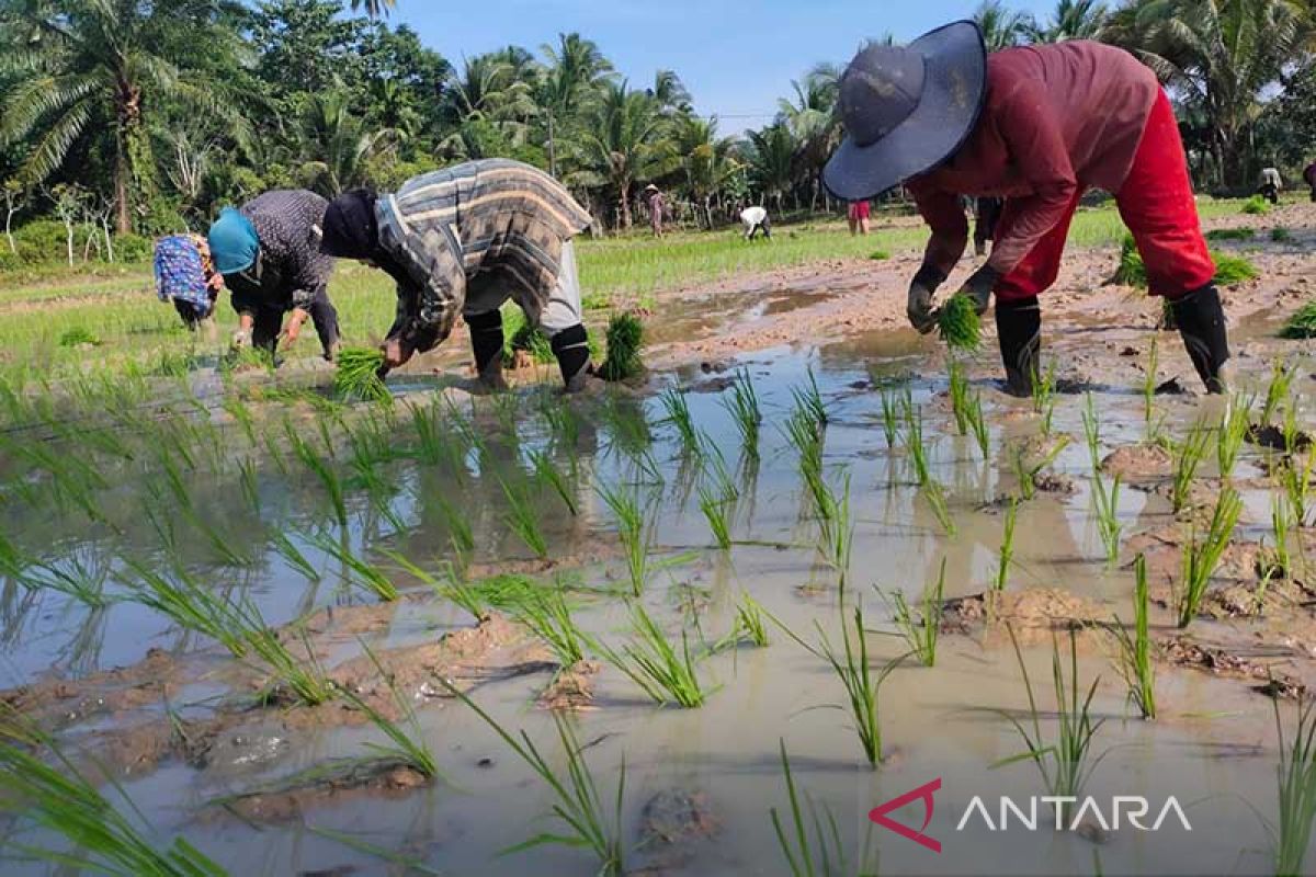 Petani tadah hujan di Aceh Timur mulai turun sawah