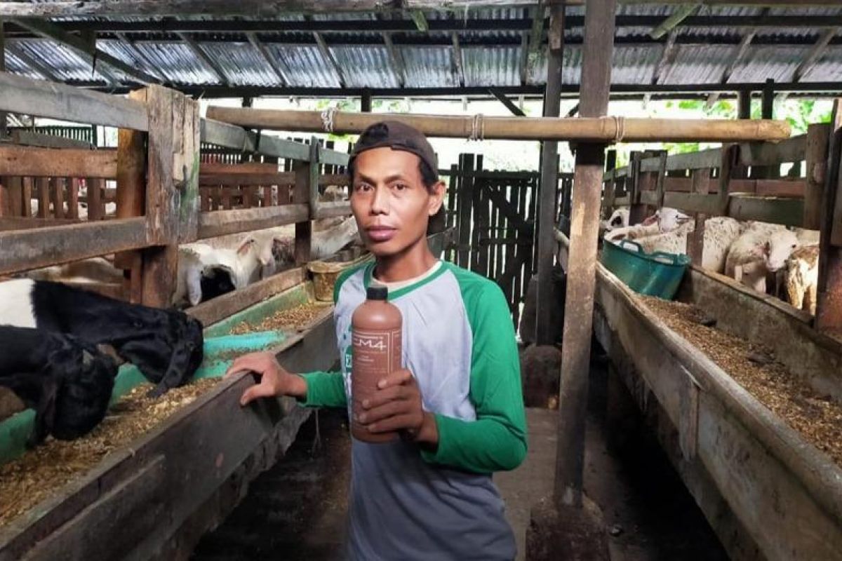 Ternak kambing sentuhan EM hasilkan daging berkualitas