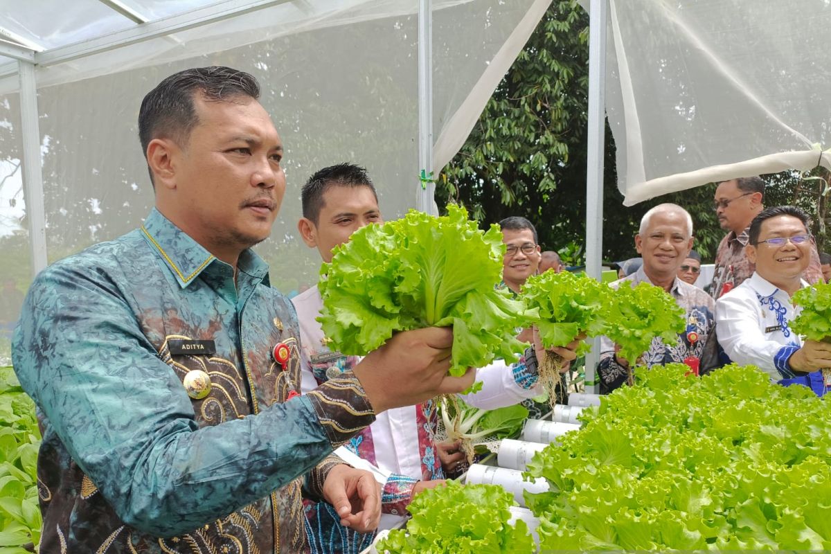 Wali Kota panen tanaman hidroponik milik pokmas Mentaos