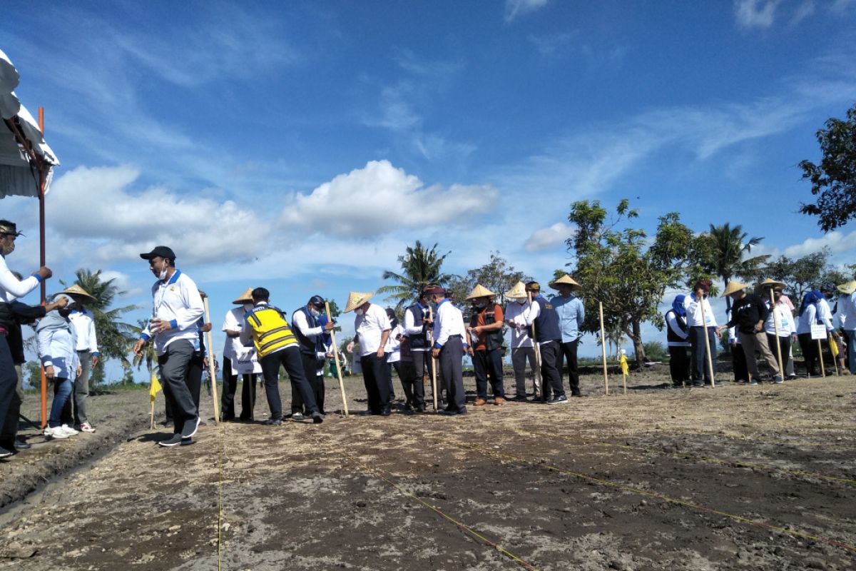 Lombok Tengah mencanangkan pemanfaatan lahan kering untuk sorgum