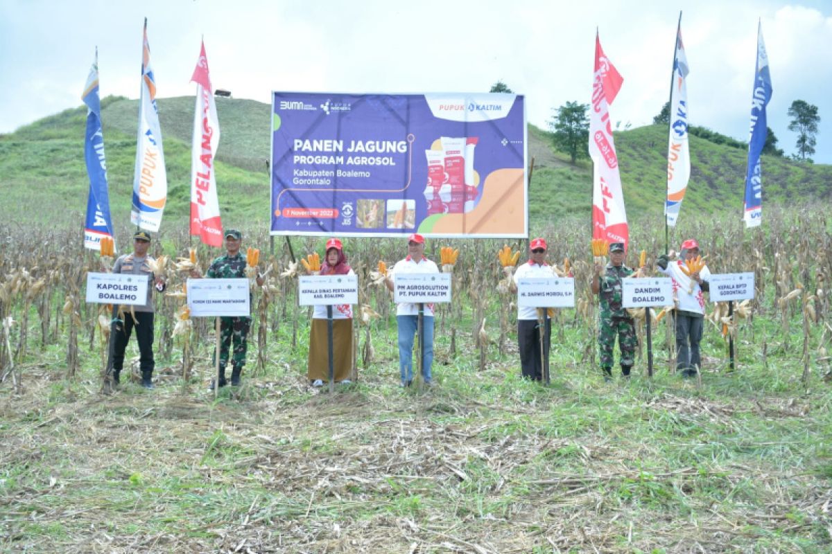 Agrosolution Pupuk Kaltim dorong produktivitas jagung Boalemo hingga 7,6 ton/ha