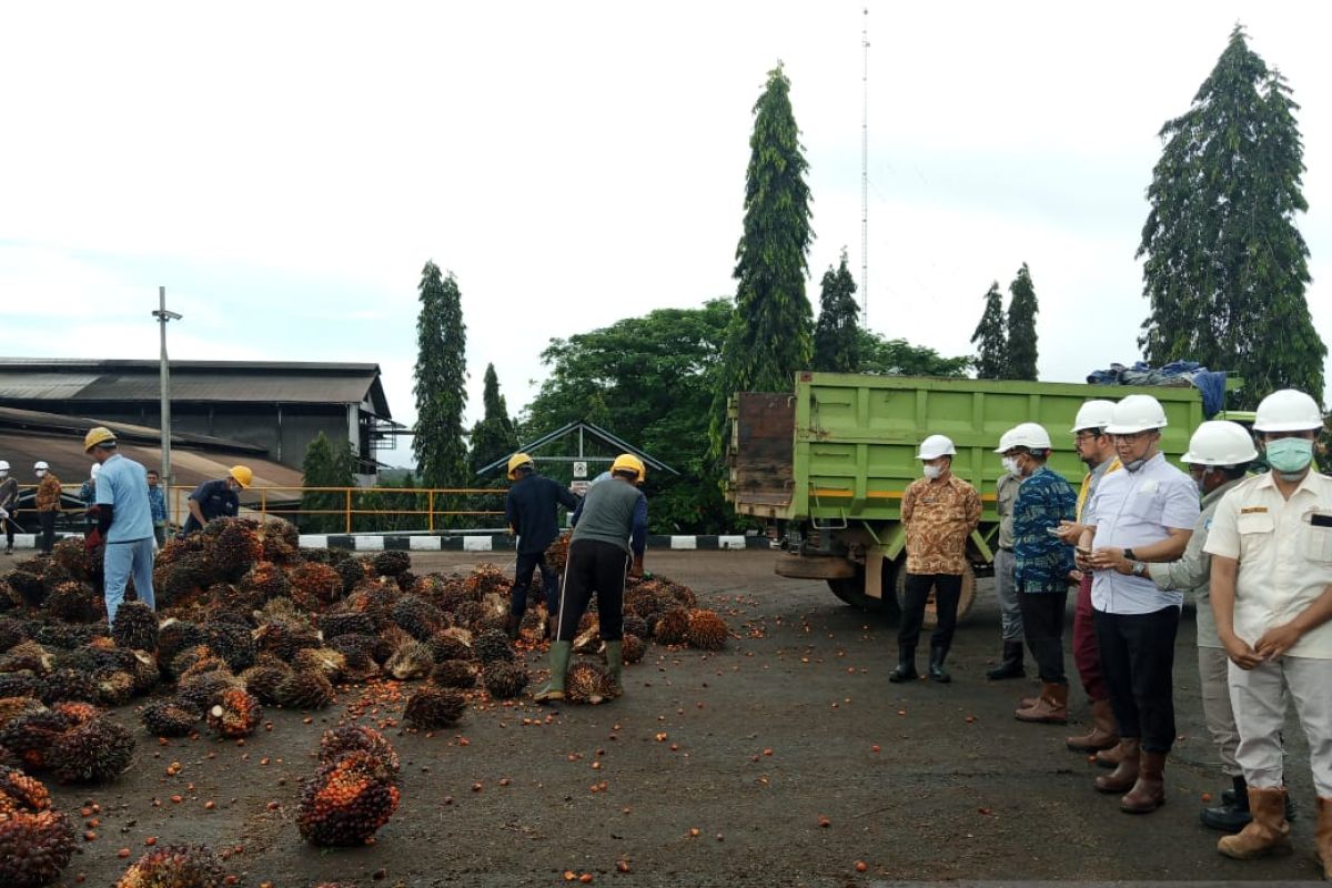 Tiga Dubes tinjau perkebunan kelapa sawit di Belitung Timur