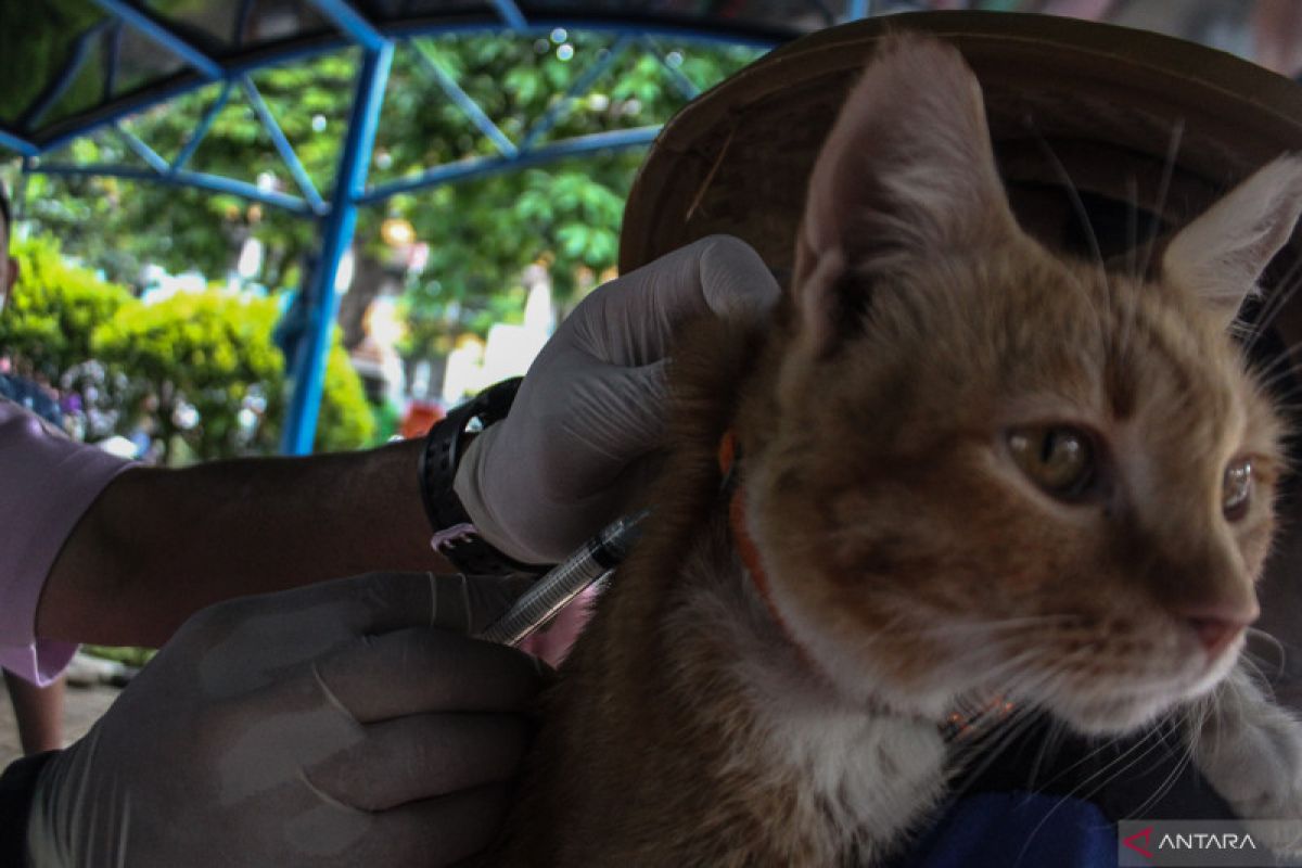 DKI Jakarta genjot vaksinasi hewan ternak tingkatkan kekebalan PMK