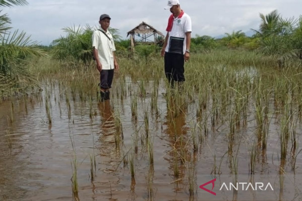 Dampak banjir Tapsel, enam hektare padi di Angkola Sangkunur puso