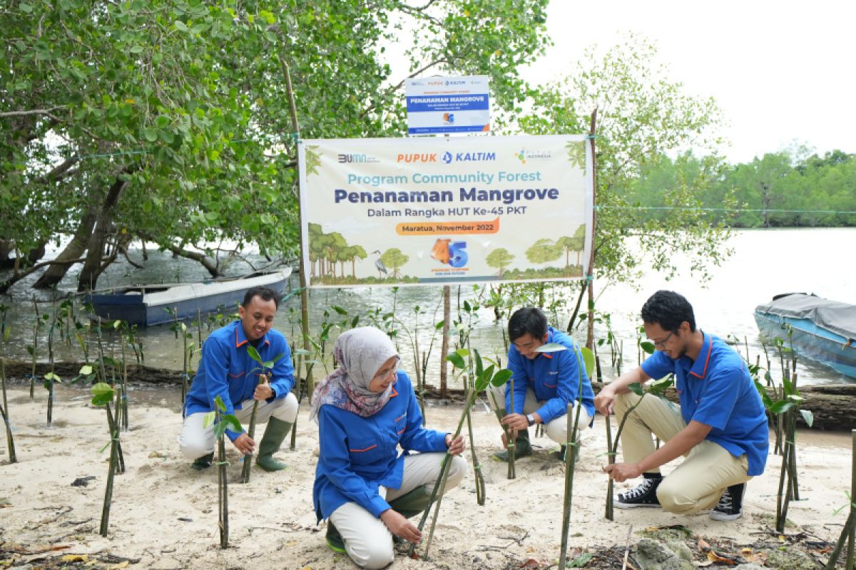 Pupuk Kaltim tanam ribuan bibit mangrove dan media transplantasi terumbu di Maratua