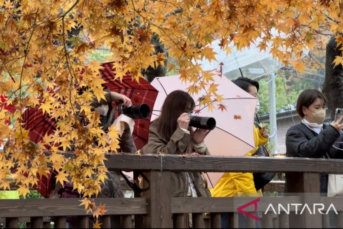 Momiji sasaran turis di Jepang