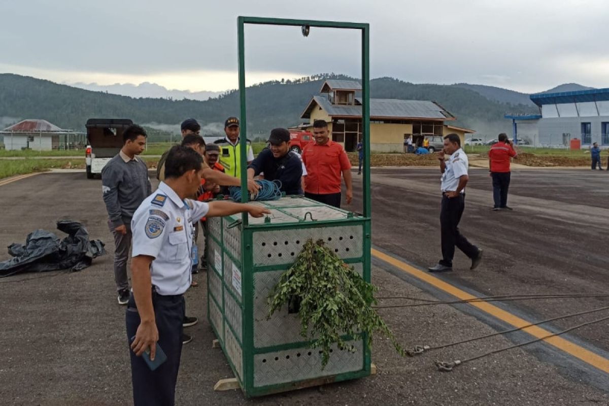 Harimau Sumatera "Bestie"  dilepasliarkan di Keudah Zona Inti TNGL