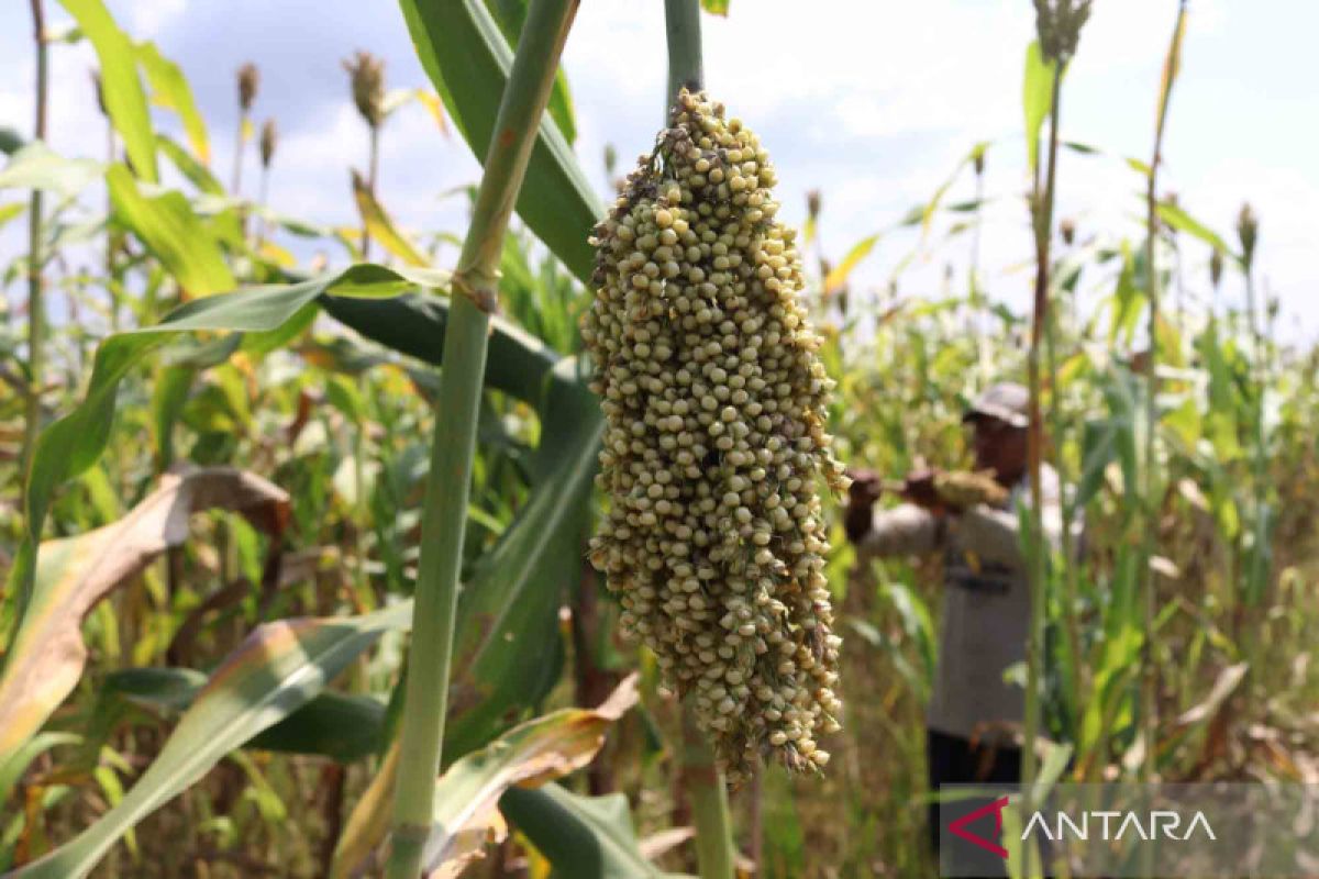 Sorghum, corn alternative staple foods amid climate change: BRIN