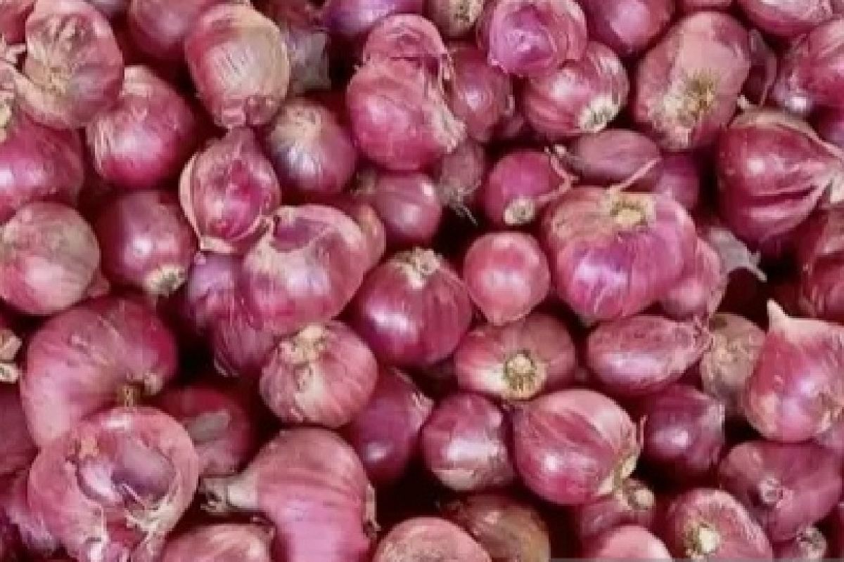 Disperindagkop: 12 ton bawang merah dipasok ke Jayapura tiap bulannya