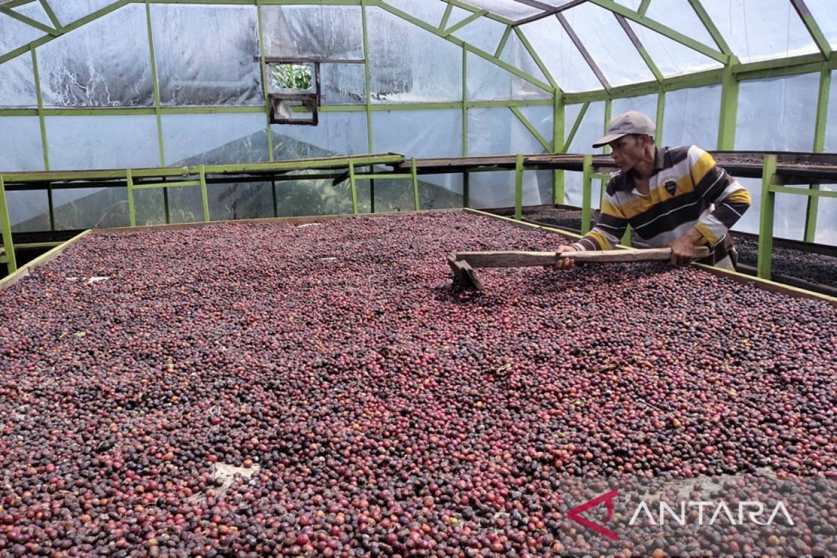 Petani Rejang Lebong nilai penjualan kopi petik merah menjanjikan