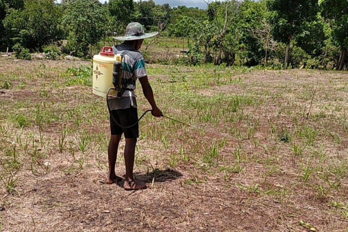 Sumba Timur lakukan upaya pengendalian hama belalang