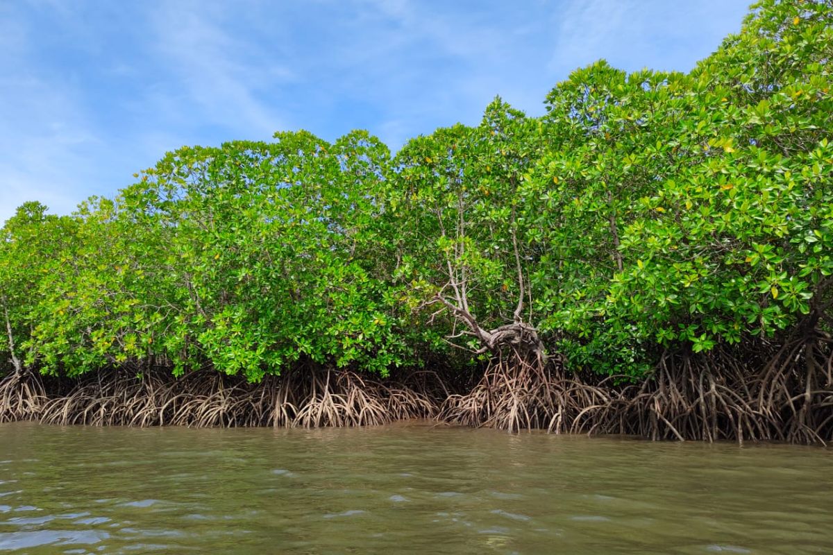 KKMD identifikasi kondisi kawasan mangrove di Gorontalo Utara