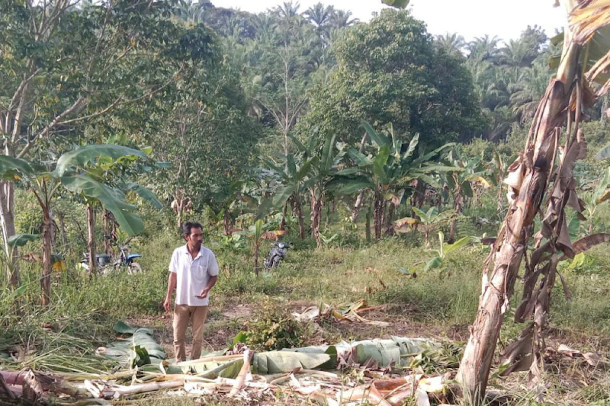 Kawanan gajah ubrak-abrik kebun warga