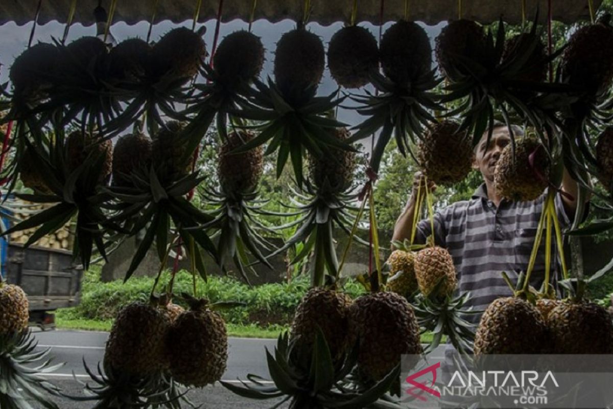 Wabup optimistis nanas simadu khas Subang mampu bersaing di pasar nasional