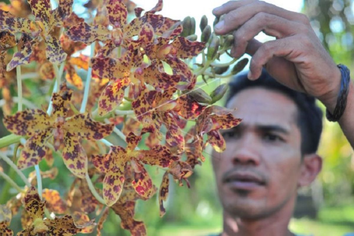 Penyelamatan anggrek hutan di Muarojambi