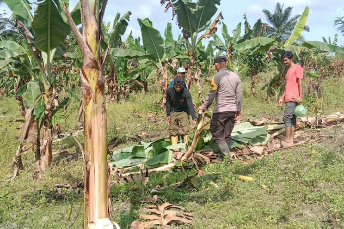 Gunakan mercon, polisi halau kawanan gajah