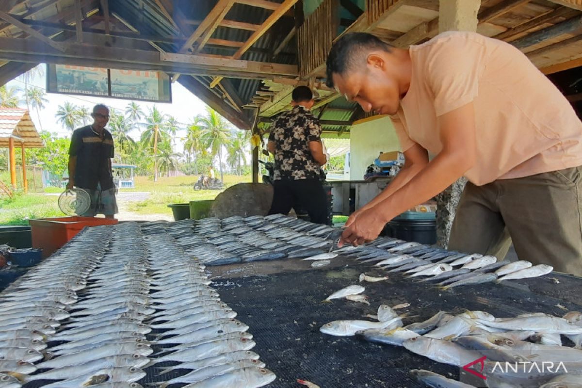 Pengolahan ikan kering di Pariaman mulai produksi pasca cuaca ekstrem