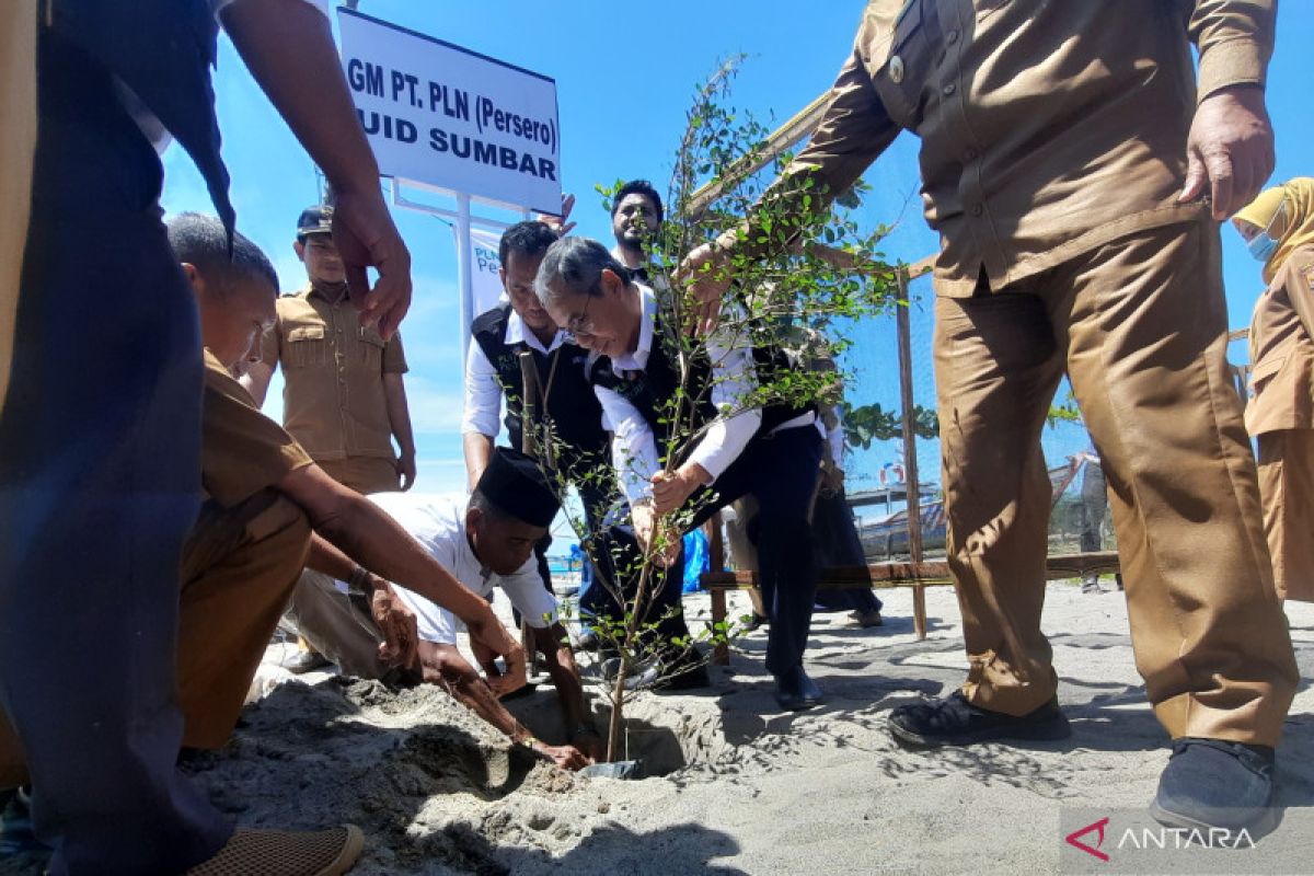 PLN tanam ratusan pohon di Pantai Ma'ruf Amin Pariaman