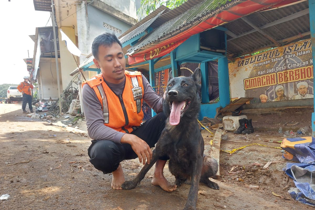 Anjing pemburu jasad temukan sepuluh korban gempa di Cijedil Cianjur