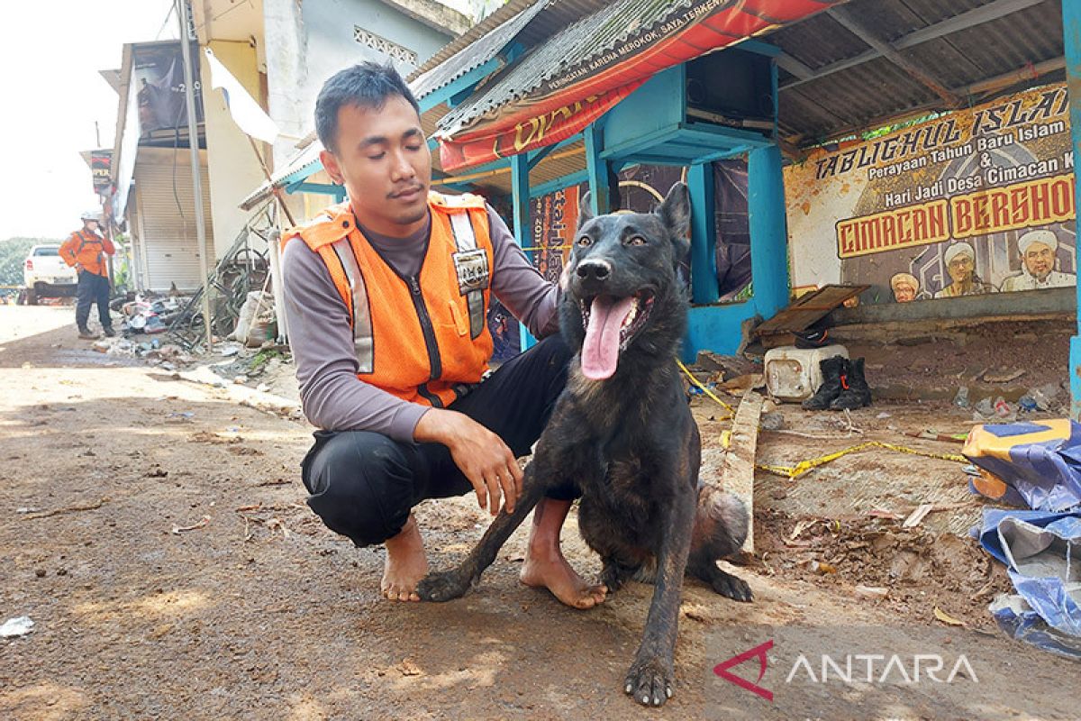 Anjing pemburu jasad temukan sepuluh korban gempa di Cijedil