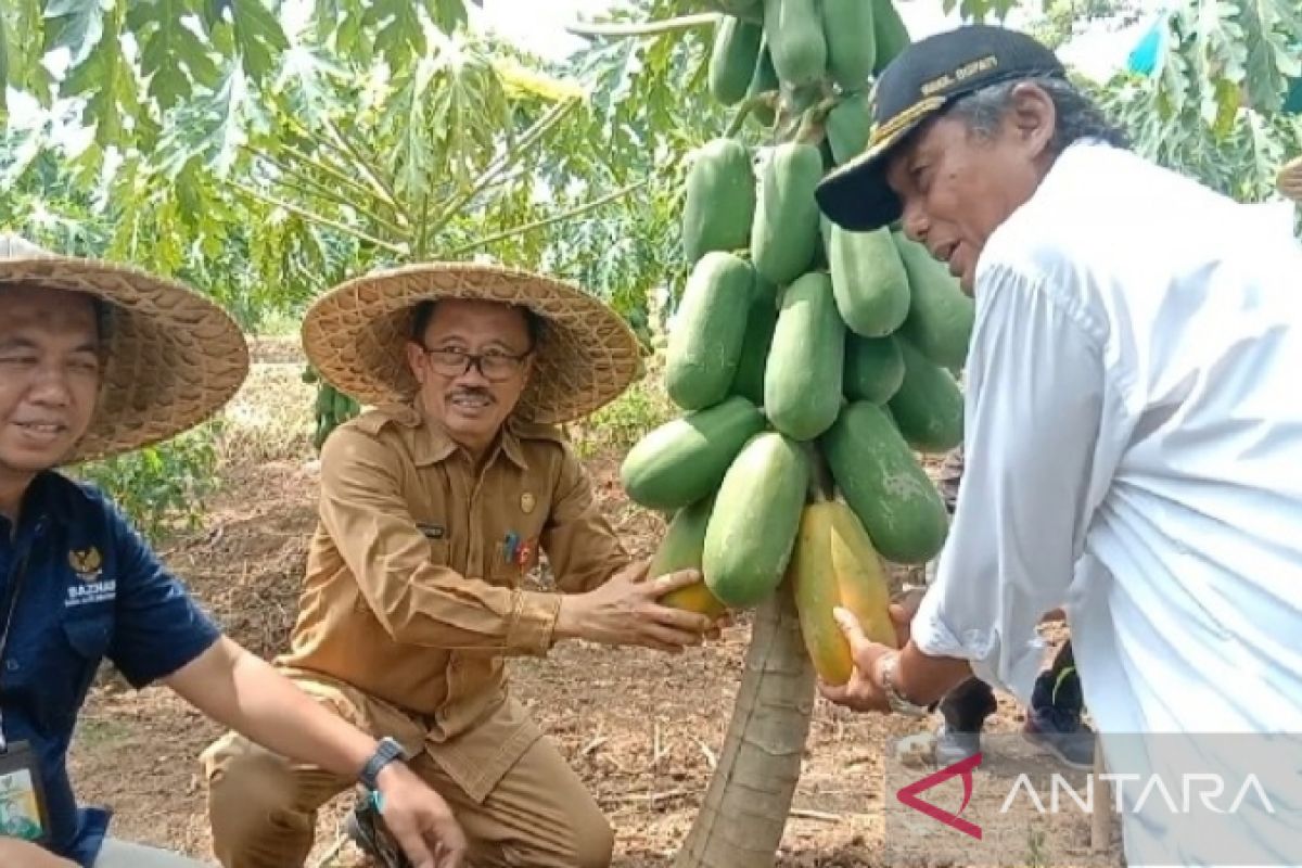 Kelompok tani binaan BAZNAS panen pepaya california