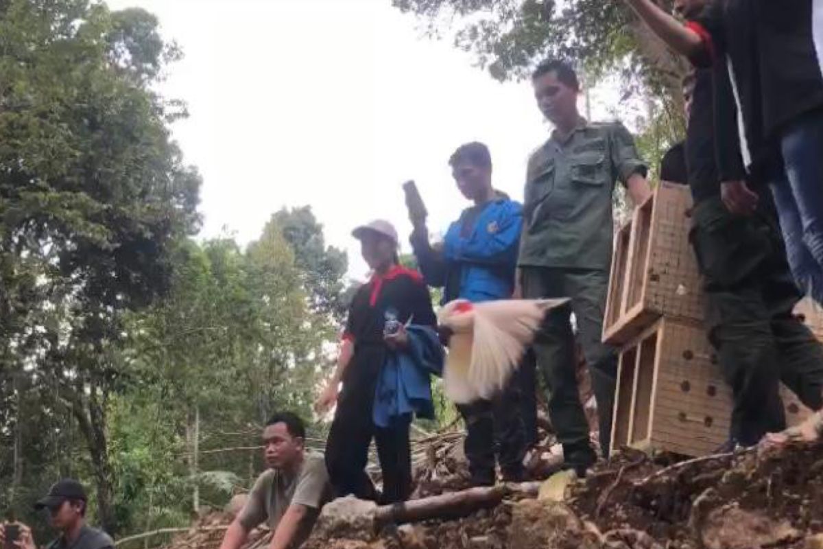 BKSDA Maluku lepasliarkan 20 satwa di Gunung Sahuwai