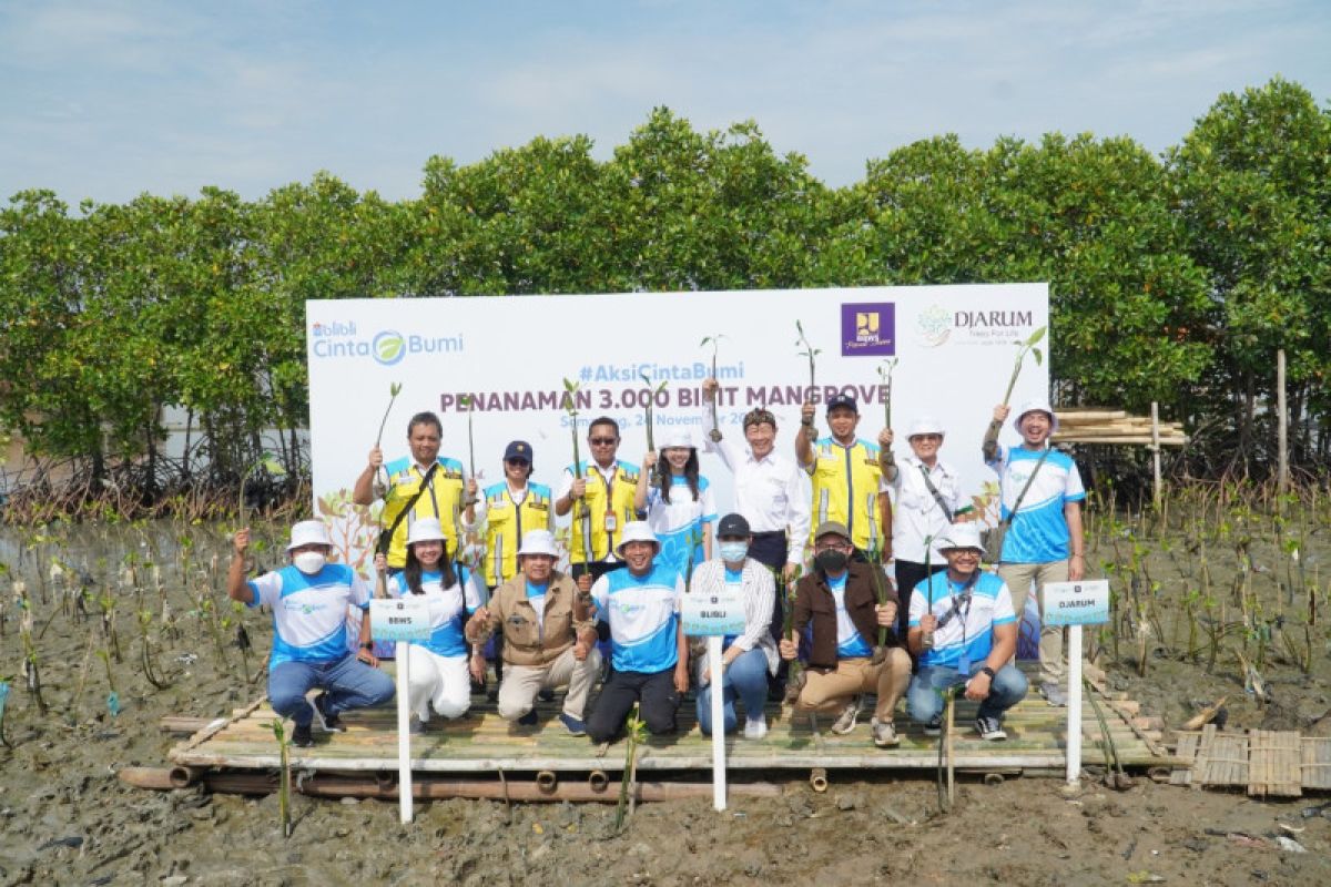 Blibli tanam 3.000 bibit mangrove di Semarang