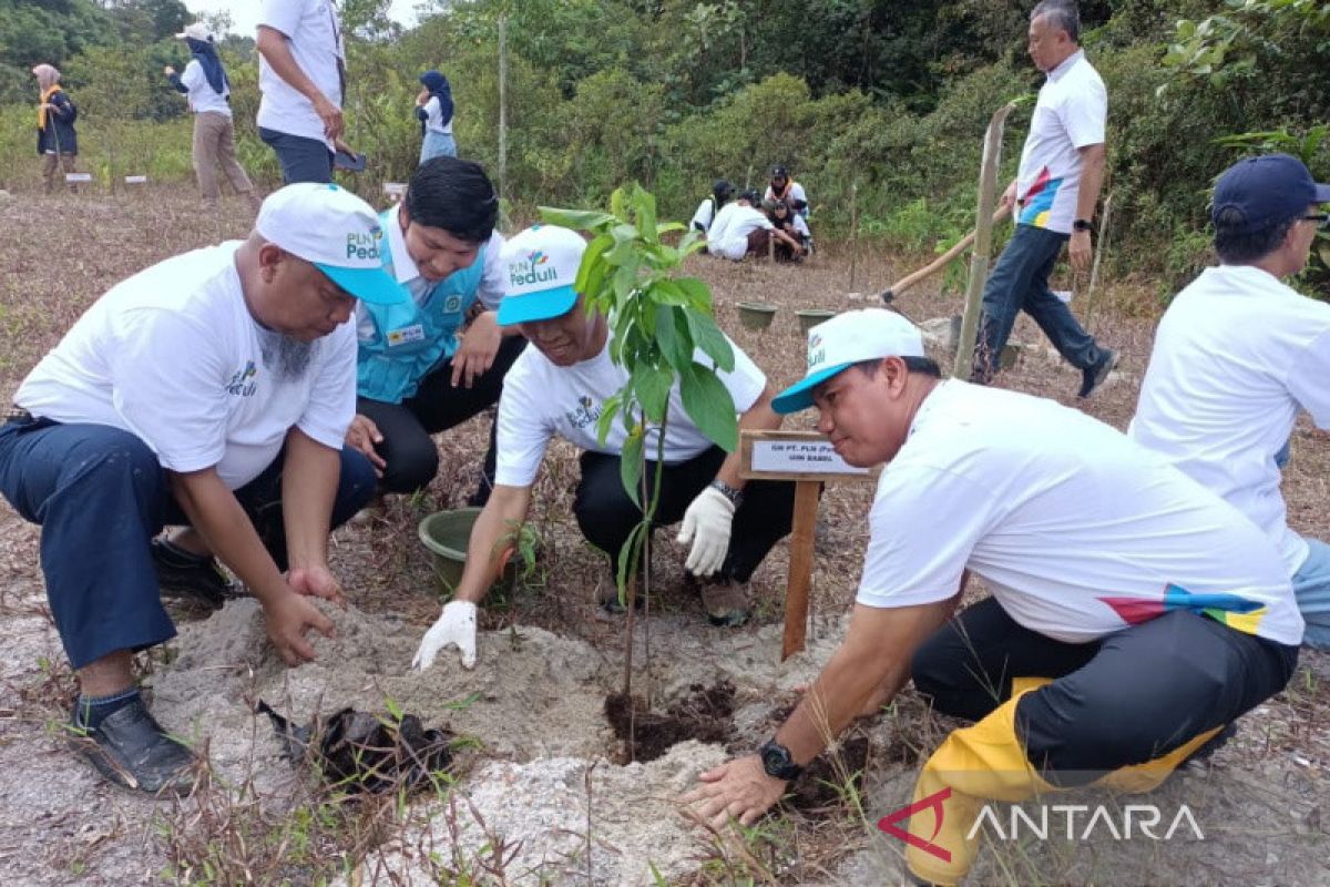 PLN Babel tanam 1.600 pohon di kawasan Bukit Mangkol